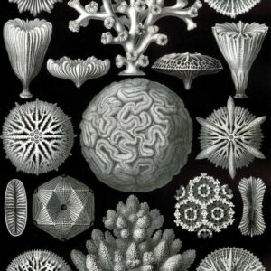 Ernst Haeckel etching