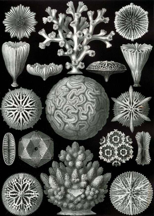 Ernst Haeckel etching